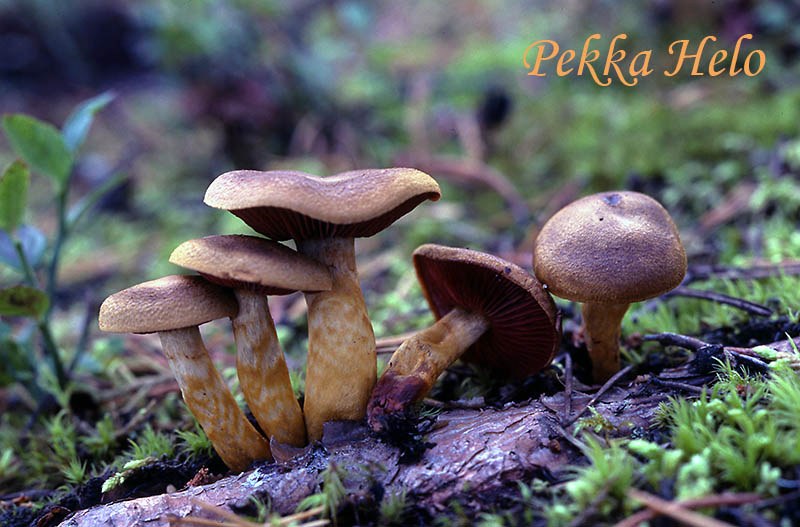 Alla Yuryevna porno anatomiya dars